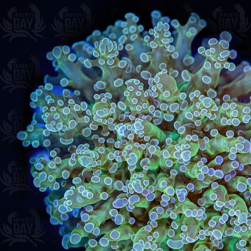 Frogspawn (LPS-XXX)