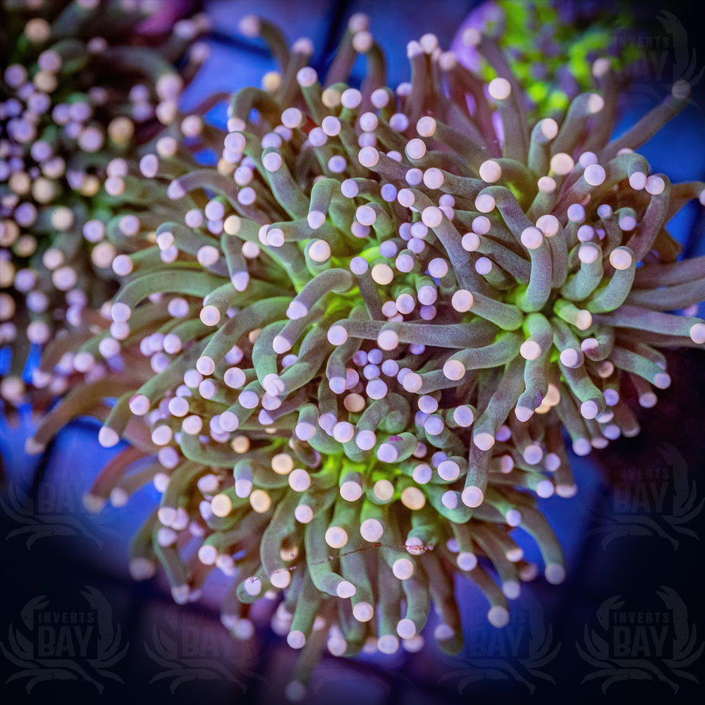 Euphyllia Glabrescens Green White Tip (LSP-XXX)
