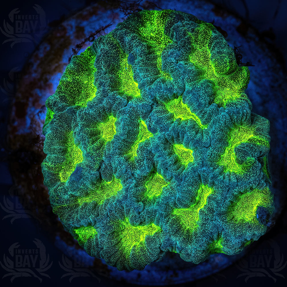 Maze Coral (LPS-097)