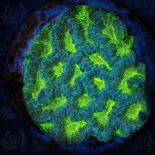 Maze Coral (LPS-097)