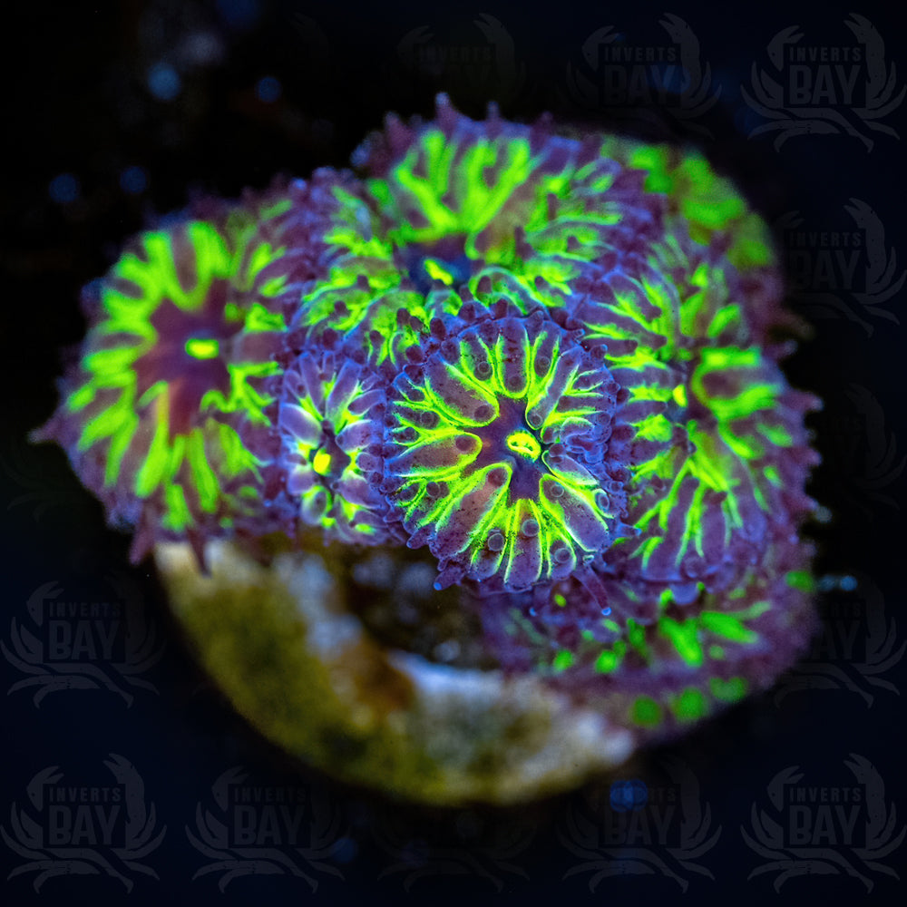 Blastomussa B1 (LPS-XXX)