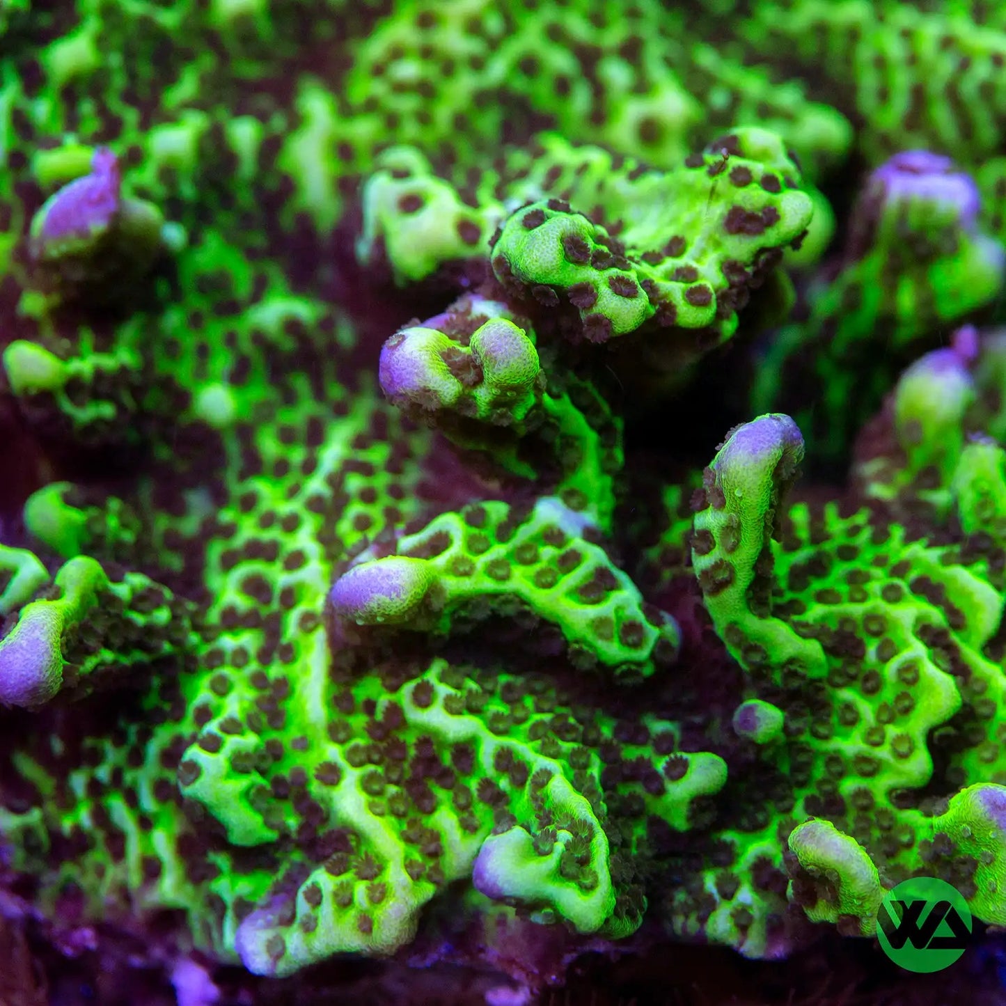 Montipora Spongodes