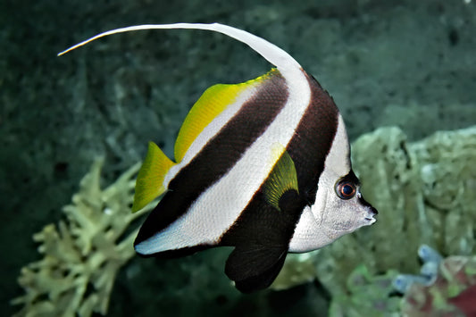 Heniochus Bannerfish