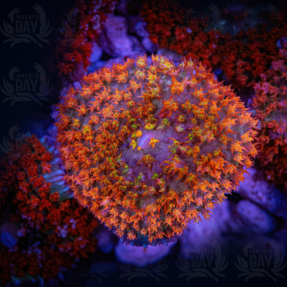 St-Thomas Mushroom Red