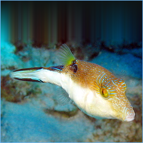 Caribbean Sharpnose Pufferfish (Small)