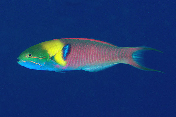 Blunthead (Rainbow) Wrasse - Juvenile