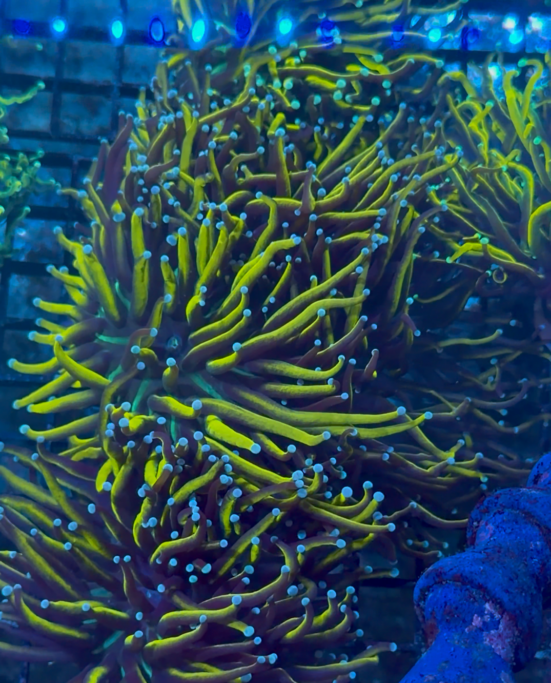 B6 - Gold torch purple tips