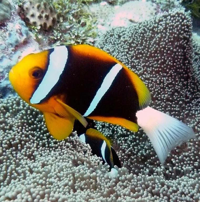 Allard's Clownfish