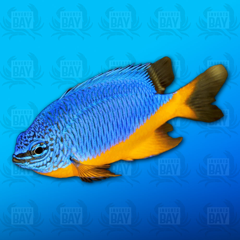 Azure (Kupang) Damsel