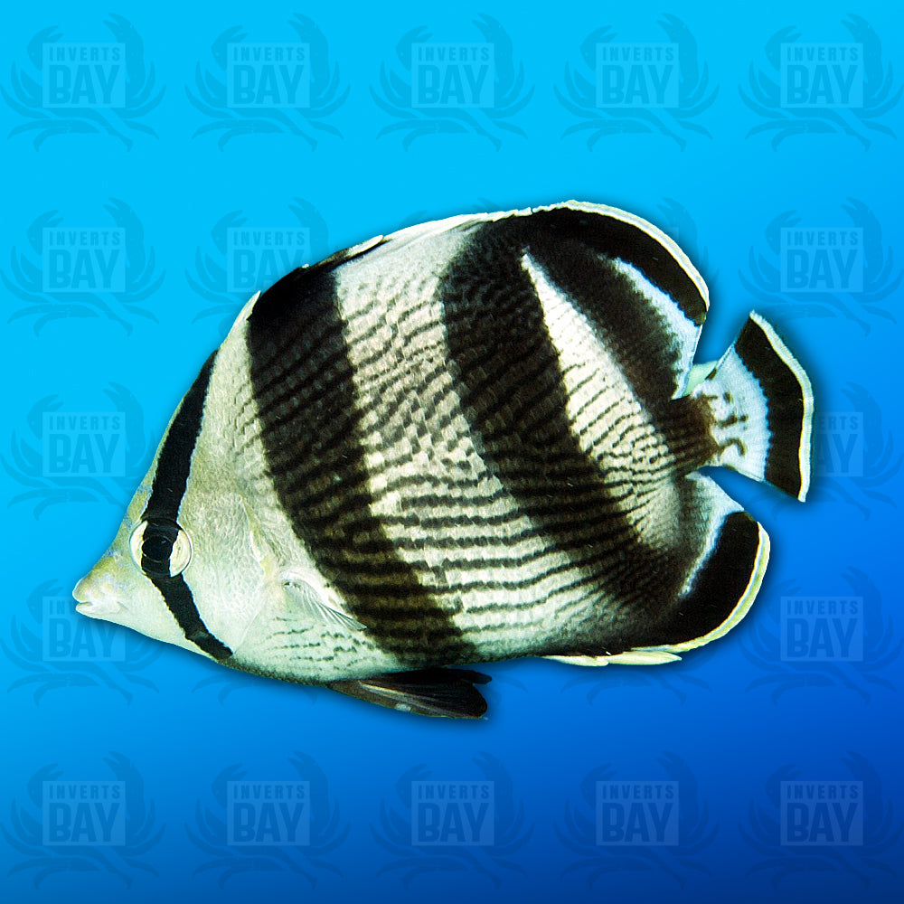 Banded Butterfly (Small)