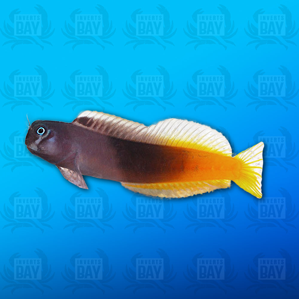Bicolor (Flametail) Blenny
