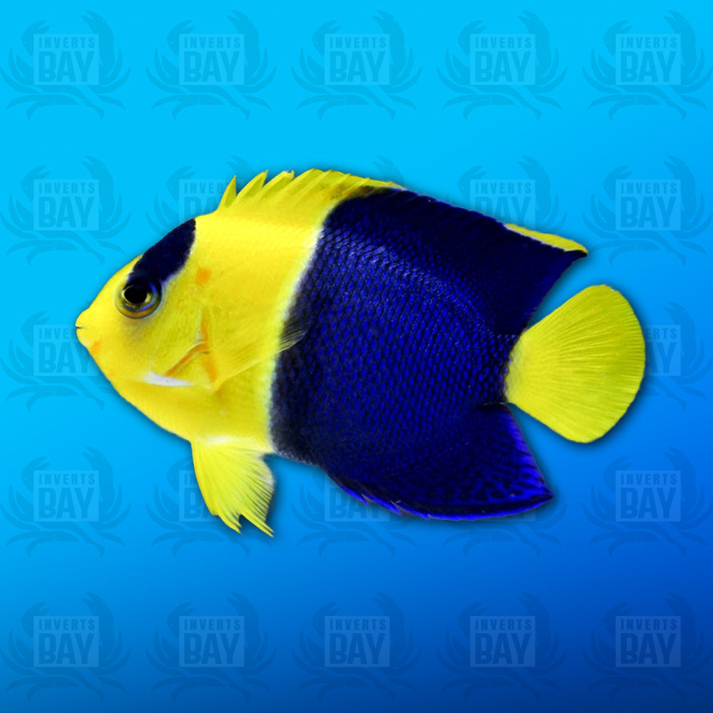 Bicolour Angelfish