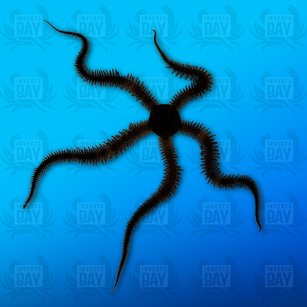 Black Brittle Star