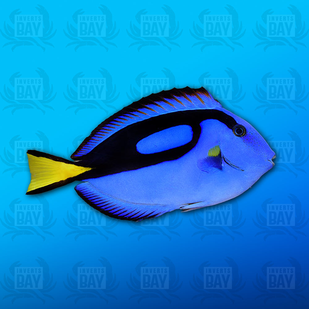 Hippo Tang (Med)