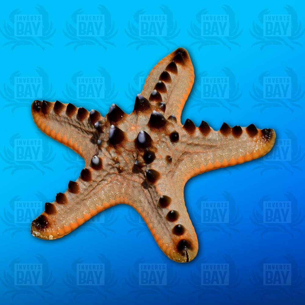 Chocolate Chip Starfish