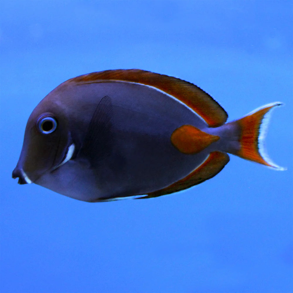 Achilles Tang