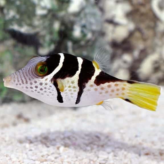 Saddle Valentini Pufferfish
