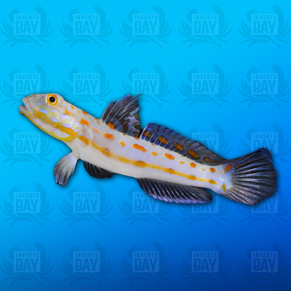 Diamond Sleeper Goby
