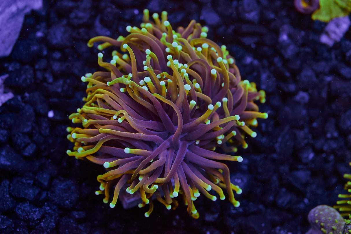 Reverse Dragon Soul Torch