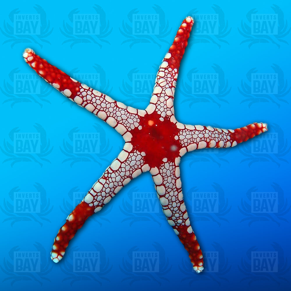 Elegant Starfish