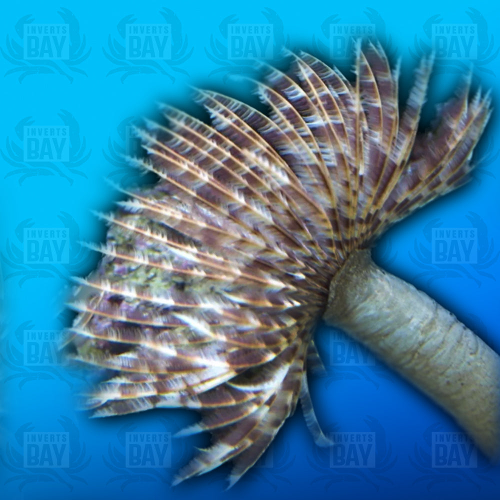 Feather Duster Worm