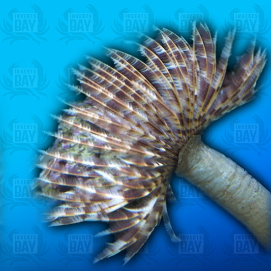 Feather Duster Worm