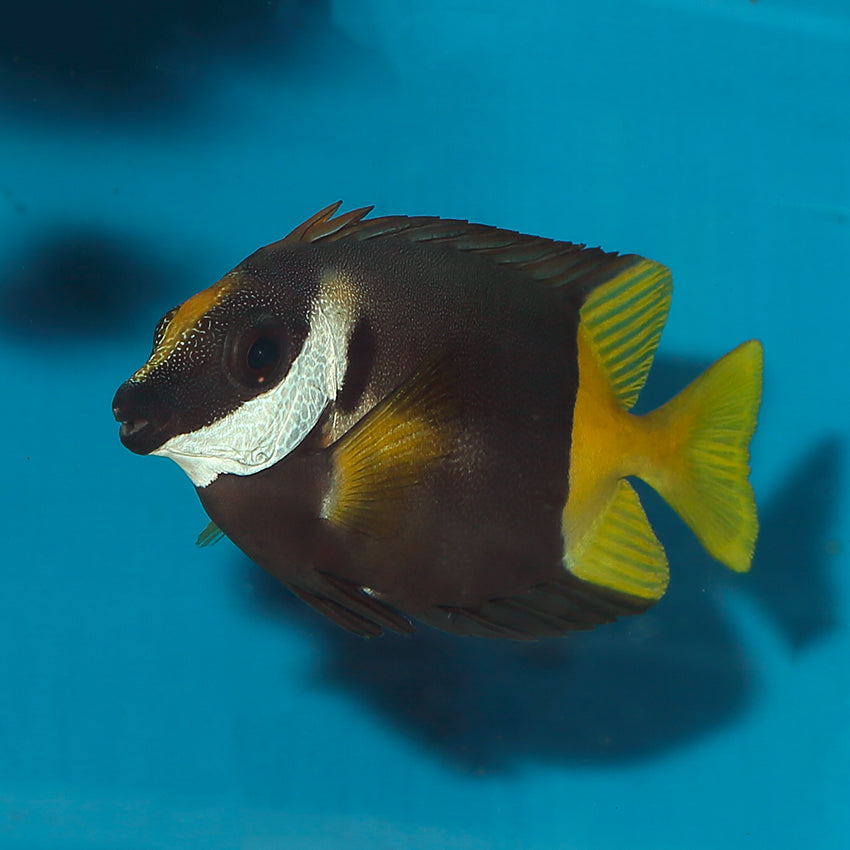 Fiji Bicolor Foxface Rabbitfish