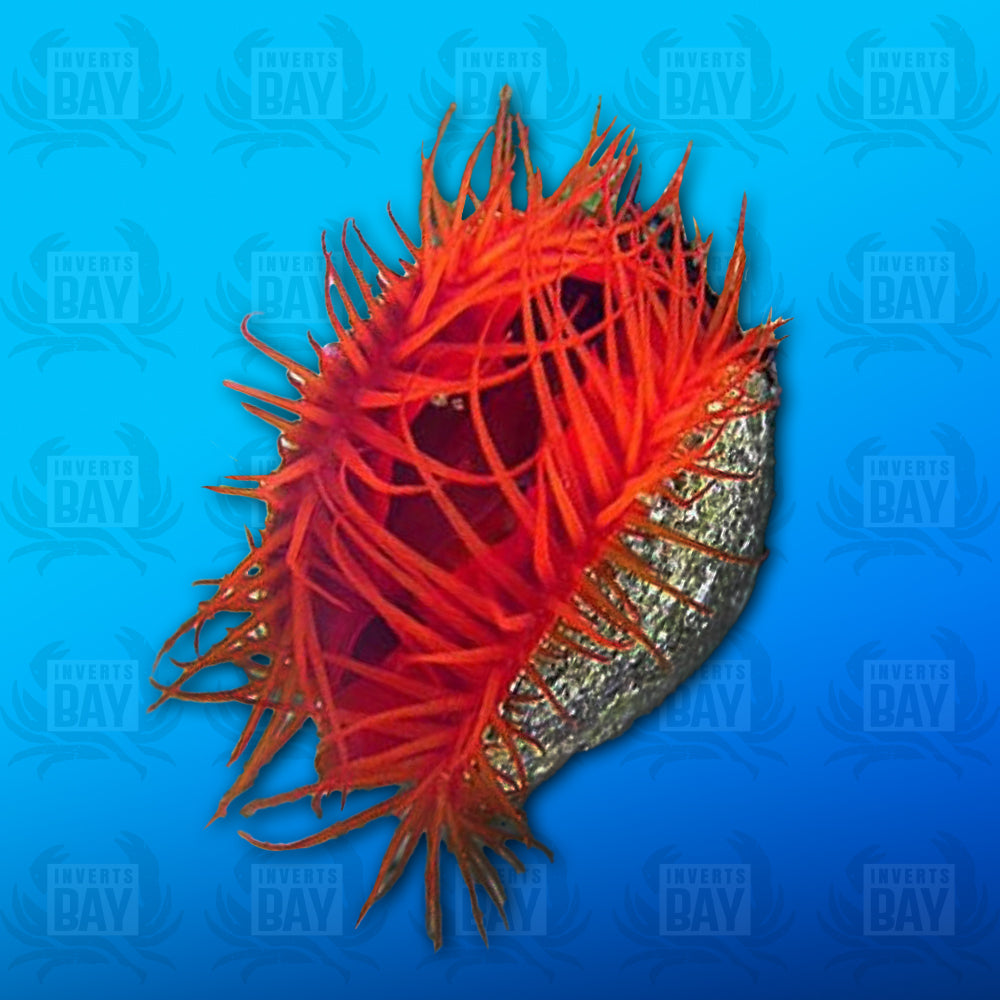 Orange flame scallop