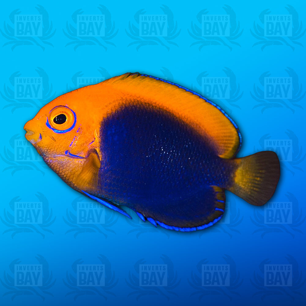 Flameback Angelfish