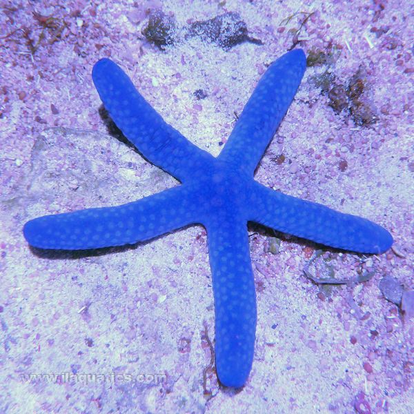 Linckia Starfish