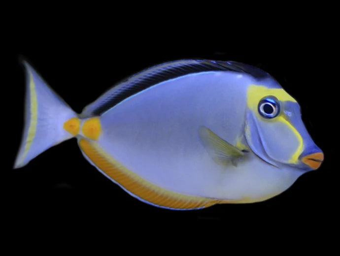 Naso Tang