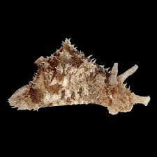 Sea Hare