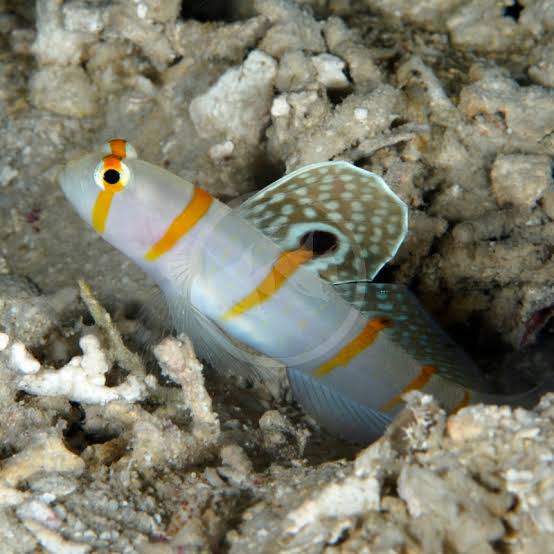 Orange Banded Goby