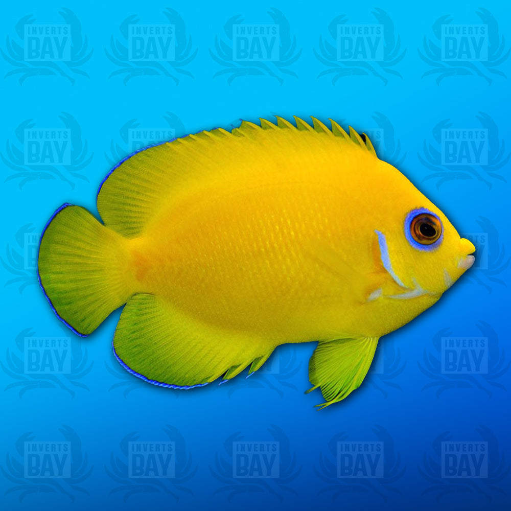 Lemon Peel Angelfish