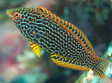 Leopard Wrasse