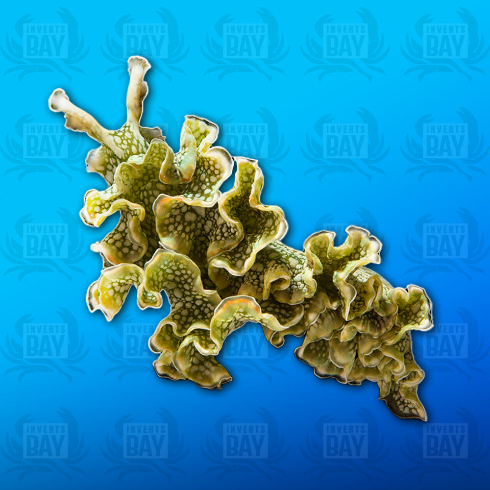 Lettuce Nudibranch