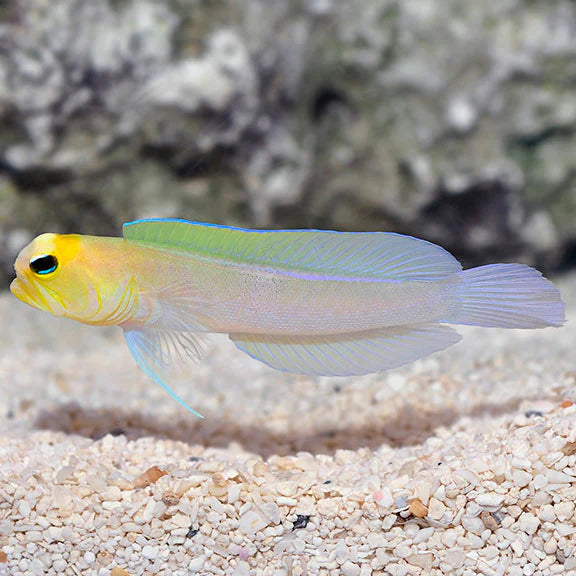 Pearly (Yellowhead) Jawfish