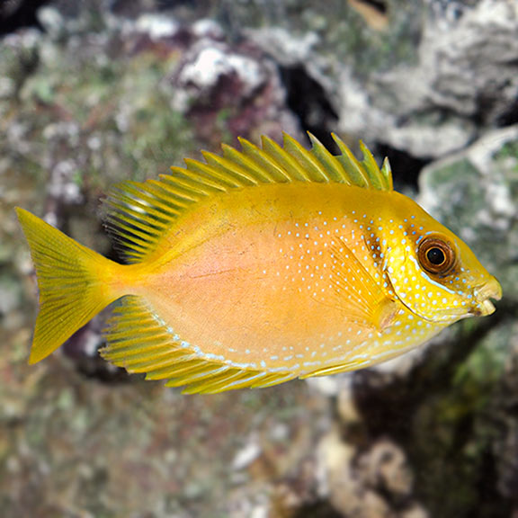 Blue Spot Rabbitfish