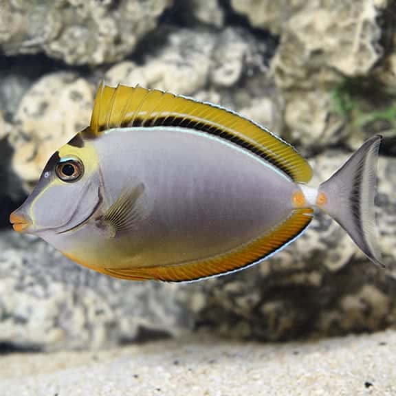 Blonde Naso Tang (S/M)