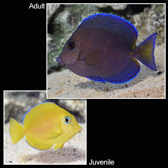 Atlantic Yellow Phase Blue Tang (Juvenile)