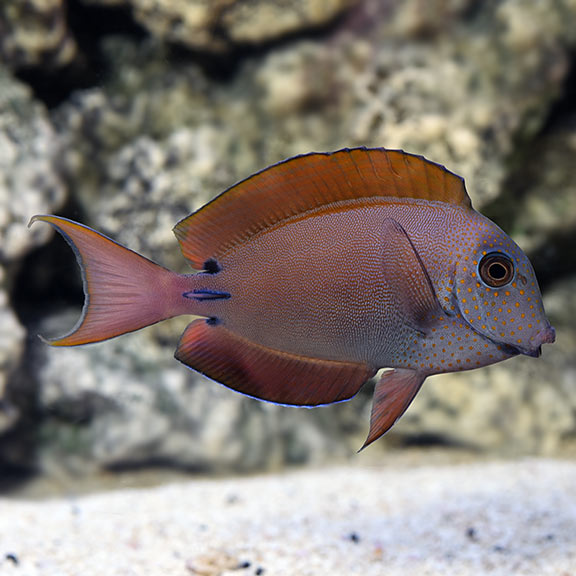 Lavender Tang (Spot-Cheeked Surgeonfish)