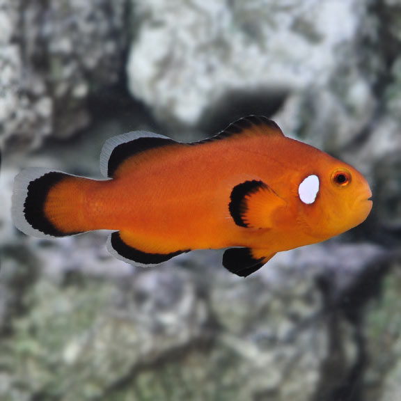 Nearly-Naked Ocellaris Clownfish