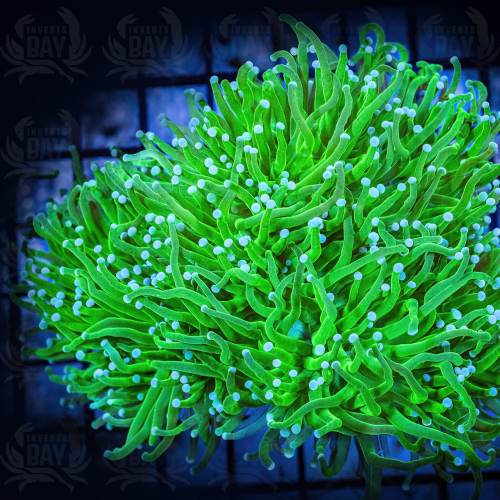 Torch lime green white tip LPS-005