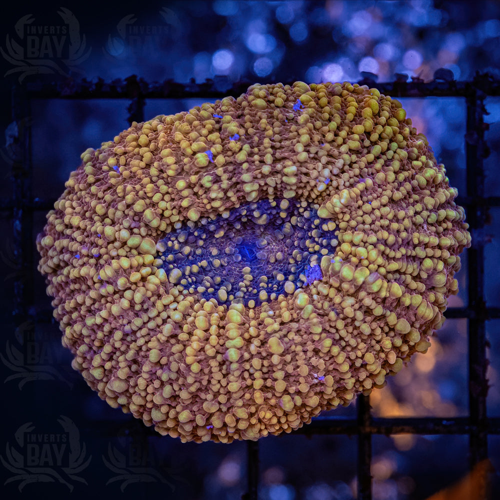 Orange Tongan Scoly (LPS-XXX)