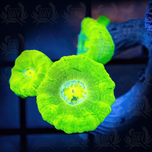 Kryptonite Candy Cane Coral Frags