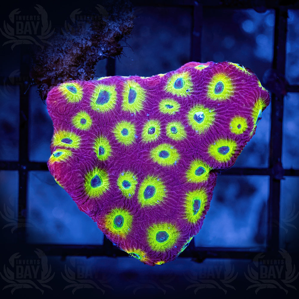 Spicy Lemon Favia (LPS-XXX)