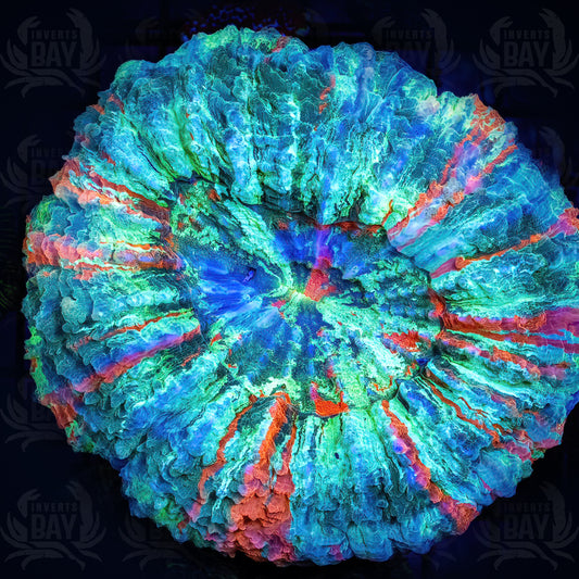 Acanthophyllia Ultra (LPS-070)