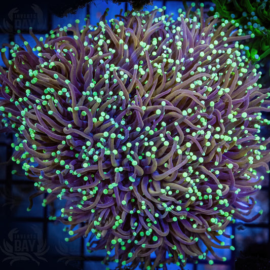 Euphyllia Torch (LPS-080)