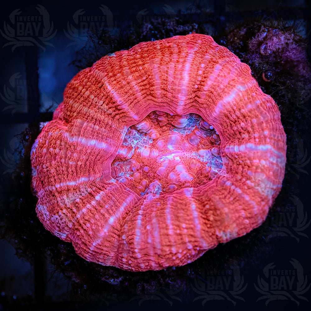 Pink Scoly (LPS-088)