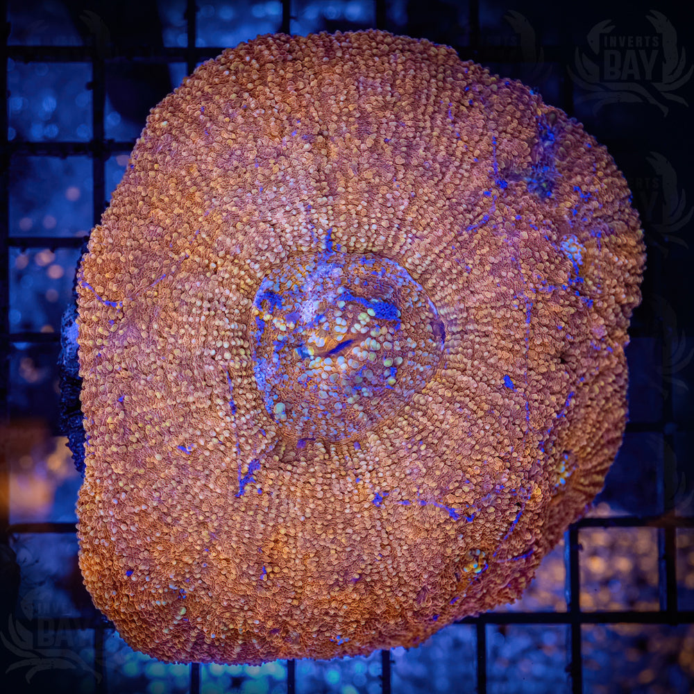 Large Tongan Scoly (LPS-092)